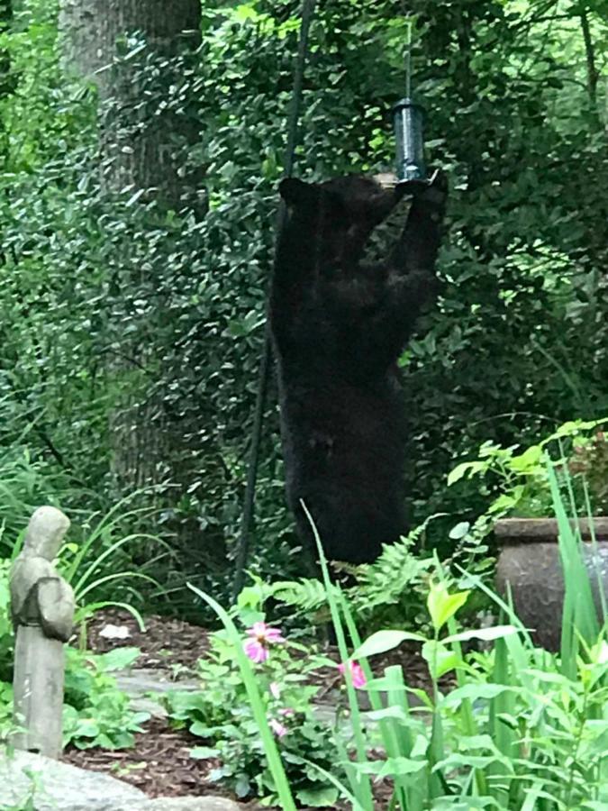 Lazy Bear Lodge Valle Crucis Exterior foto
